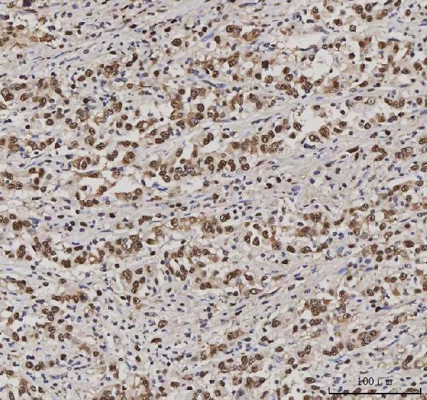 2 - Anti-PC4/SUB1 Antibody Picoband™ (monoclonal, 8D9D1) ABO16597