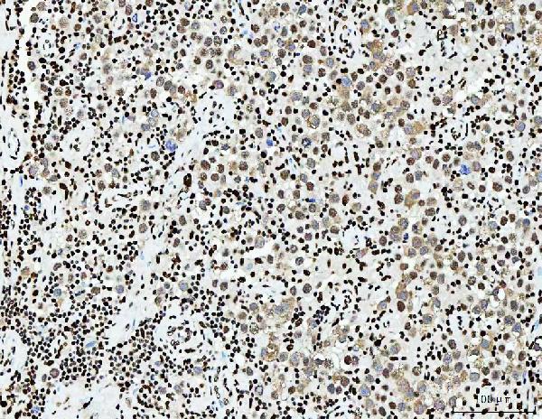 2 - Anti-PC4/SUB1 Antibody Picoband™ (monoclonal, 8D9D1) ABO16597
