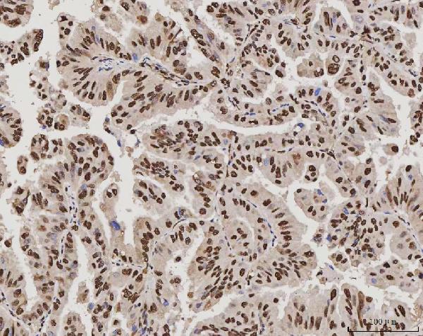 2 - Anti-PC4/SUB1 Antibody Picoband™ (monoclonal, 8D9D1) ABO16597