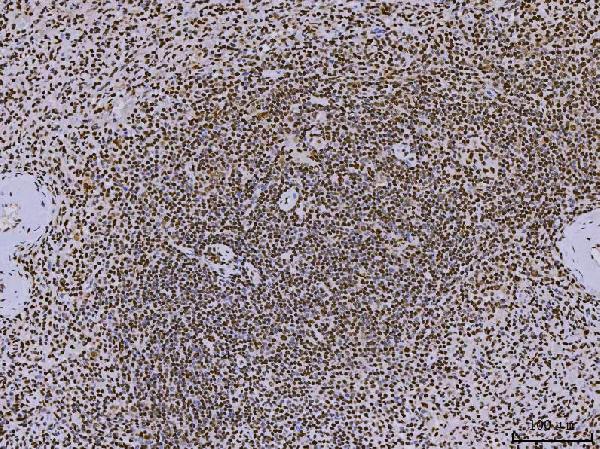 2 - Anti-PC4/SUB1 Antibody Picoband™ (monoclonal, 8D9D1) ABO16597