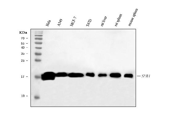 1 - Anti-PC4/SUB1 Antibody Picoband™ (monoclonal, 8D9D1) ABO16597