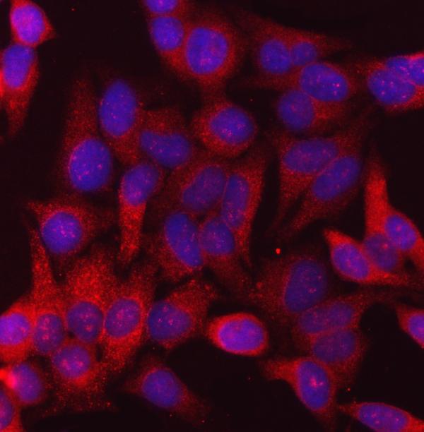 3 - Anti-Calnexin/CANX Antibody Picoband™ (monoclonal, 8D10B3) ABO16598