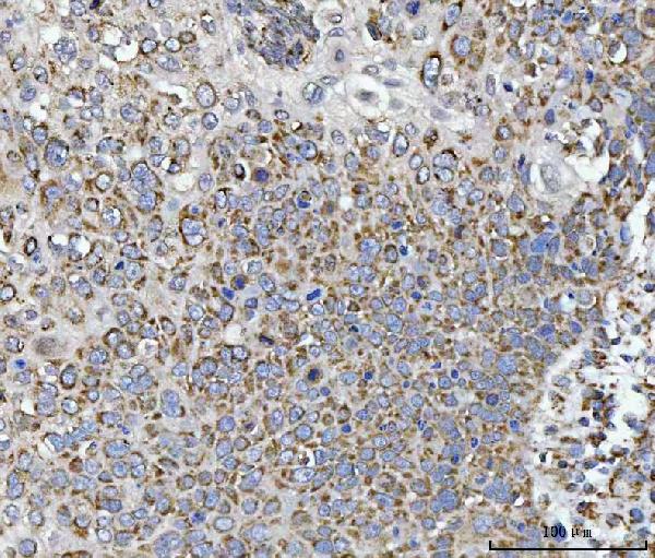 2 - Anti-Calnexin/CANX Antibody Picoband™ (monoclonal, 8D10B3) ABO16598