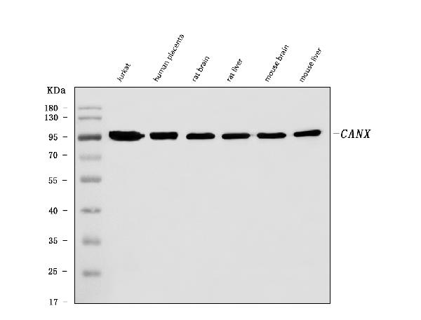 1 - Anti-Calnexin/CANX Antibody Picoband™ (monoclonal, 8D10B3) ABO16598