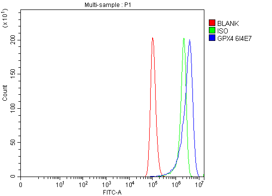 1 - Anti-Glutathione Peroxidase 4/GPX4 Antibody Picoband™ (monoclonal, 6I4E7) ABO16599