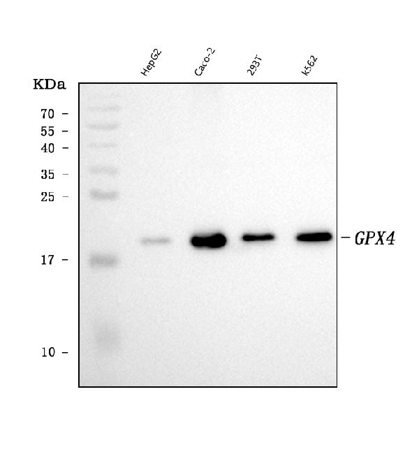 1 - Anti-Glutathione Peroxidase 4/GPX4 Antibody Picoband™ (monoclonal, 6I4E7) ABO16599
