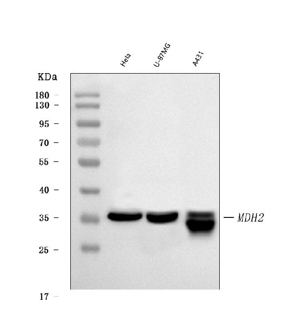 1 - Anti-MDH2 Antibody Picoband™ (monoclonal, 5D8C1) ABO16600