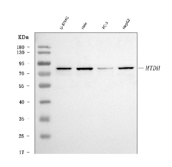 1 - Anti-LYRIC Antibody Picoband™ (monoclonal, 2E5G3) ABO16601