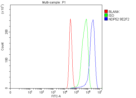 1 - Anti-NDP52/CALCOCO2 Antibody Picoband™ (monoclonal, 9E2F2) ABO16602