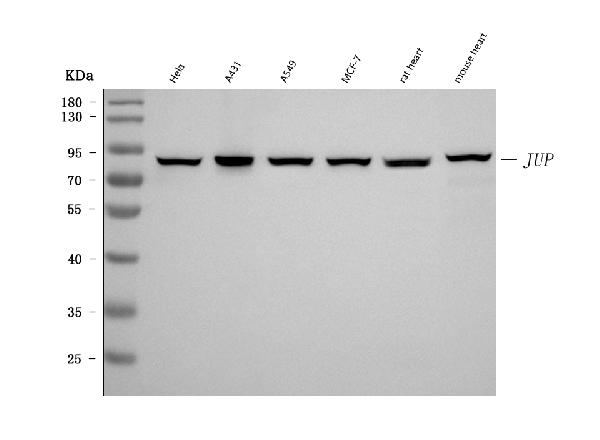 1 - Anti-gamma Catenin Antibody Picoband™ (monoclonal, 4C12D7) ABO16603