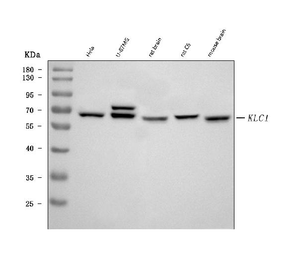 1 - Anti-KLC1 Antibody Picoband™ (monoclonal, 4F2D7) ABO16604