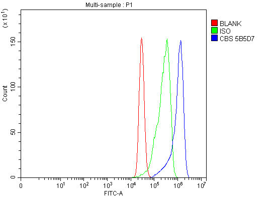 1 - Anti-CBS Antibody Picoband™ (monoclonal, 5B5D7) ABO16606