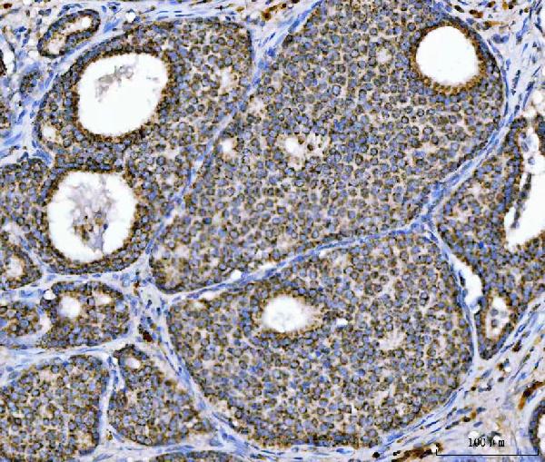 2 - Anti-Aconitase 2 Antibody Picoband™ (monoclonal, 4C12D1) ABO16607