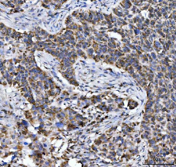 2 - Anti-Aconitase 2 Antibody Picoband™ (monoclonal, 4C12D1) ABO16607