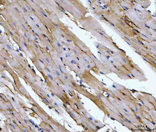 2 - Anti-Aconitase 2 Antibody Picoband™ (monoclonal, 4C12D1) ABO16607