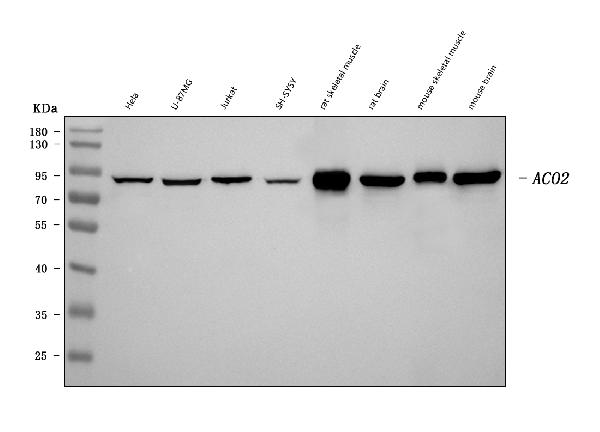 1 - Anti-Aconitase 2 Antibody Picoband™ (monoclonal, 4C12D1) ABO16607