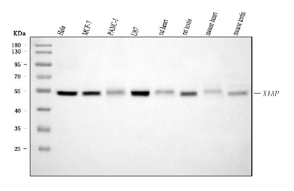 1 - Anti-XIAP Antibody Picoband™ (monoclonal, 3G2G1) ABO16608