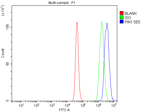 1 - Anti-Pin1 Antibody Picoband™ (monoclonal, 5E5) ABO16609
