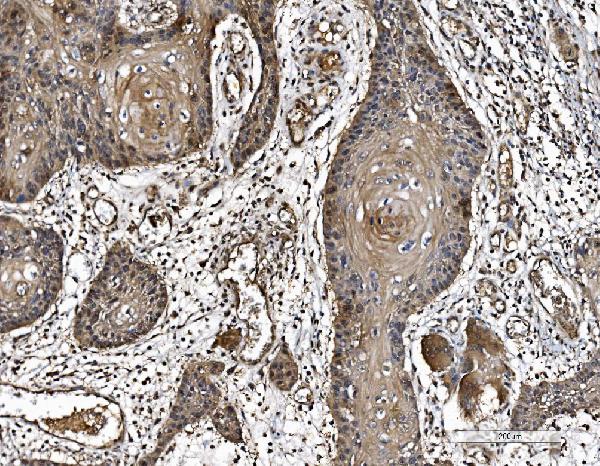 2 - Anti-PARK7/DJ1 Antibody Picoband™ (monoclonal, 4B10) ABO16610