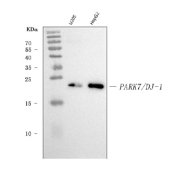 1 - Anti-PARK7/DJ1 Antibody Picoband™ (monoclonal, 4B10) ABO16610
