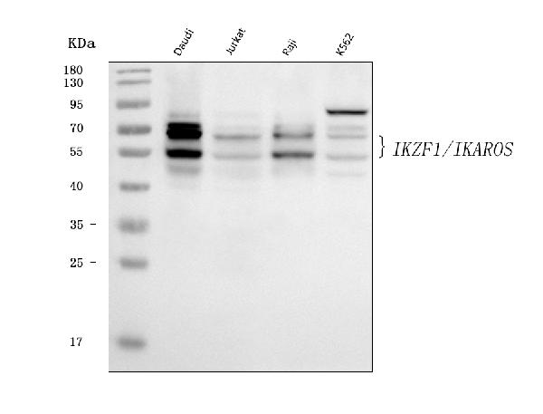 1 - Anti-Ikaros/IKZF1 Antibody Picoband™ (monoclonal, 5F12H7) ABO16611