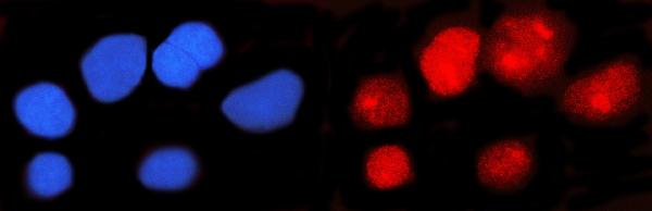 3 - Anti-IFI16 Antibody Picoband™ (monoclonal, 2I3D7) ABO16612