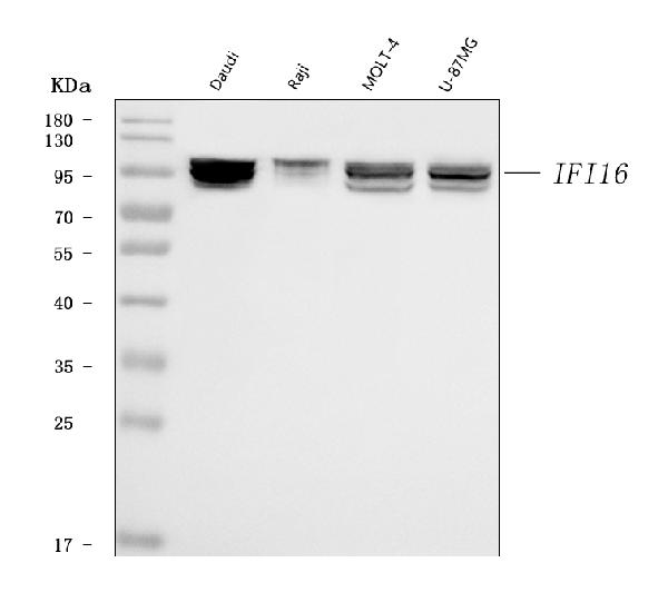 1 - Anti-IFI16 Antibody Picoband™ (monoclonal, 2I3D7) ABO16612