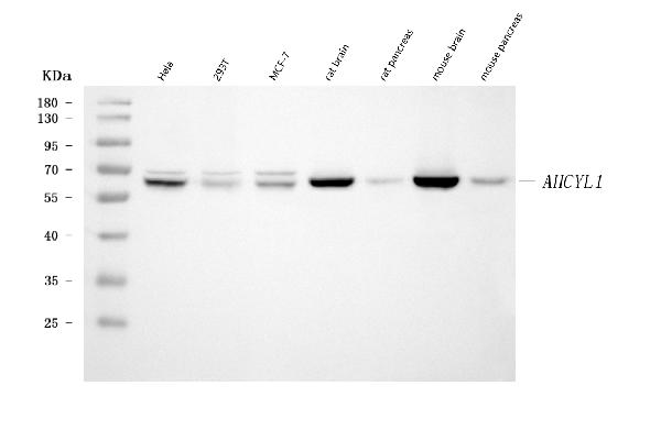 1 - Anti-IRBIT/AHCYL1 Antibody Picoband™ (monoclonal, 2E7D9) ABO16613