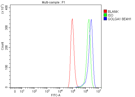 1 - Anti-Golgin 97/GOLGA1 Antibody Picoband™ (monoclonal, 8E4H1) ABO16614