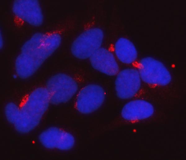 3 - Anti-Golgin 97/GOLGA1 Antibody Picoband™ (monoclonal, 8E4H1) ABO16614