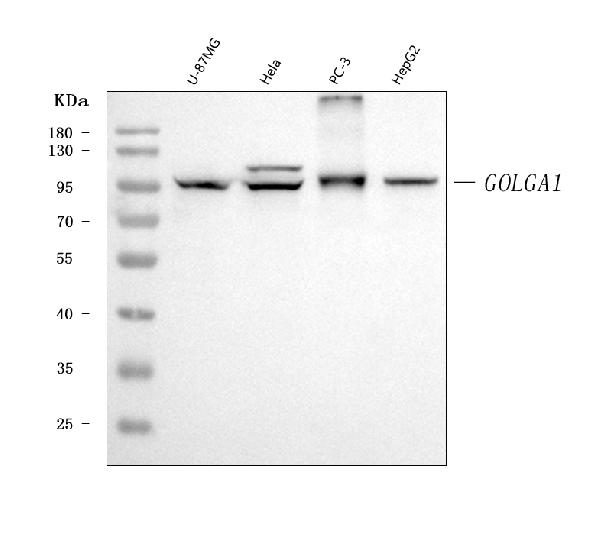 1 - Anti-Golgin 97/GOLGA1 Antibody Picoband™ (monoclonal, 8E4H1) ABO16614
