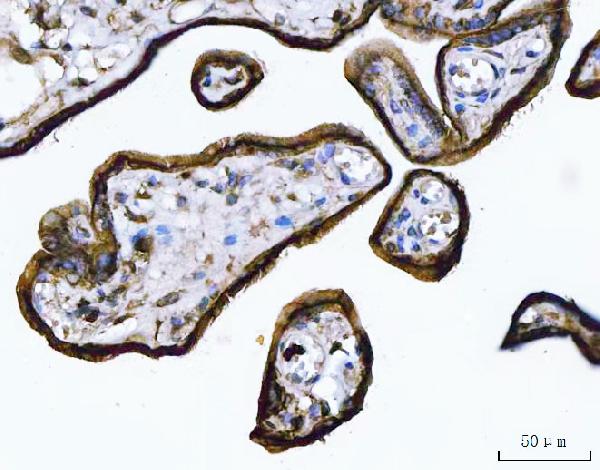 2 - Anti-Annexin A1/ANXA1 Antibody Picoband™ (monoclonal, 6B7F8) ABO16616