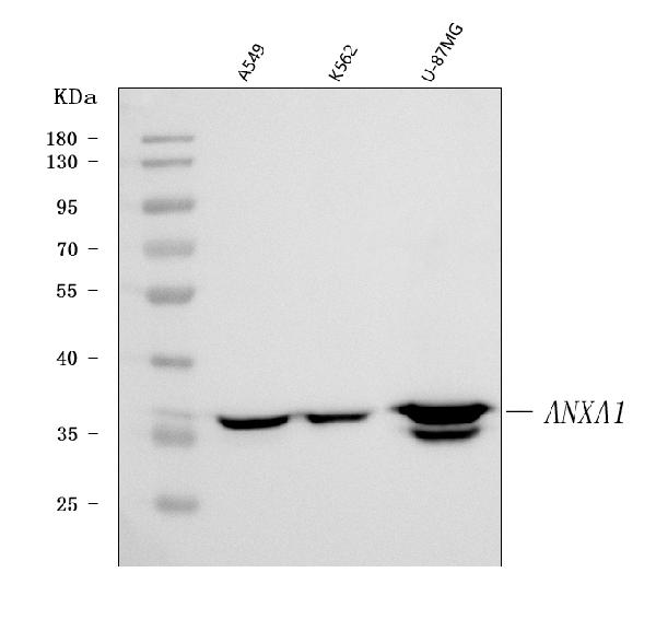 1 - Anti-Annexin A1/ANXA1 Antibody Picoband™ (monoclonal, 6B7F8) ABO16616