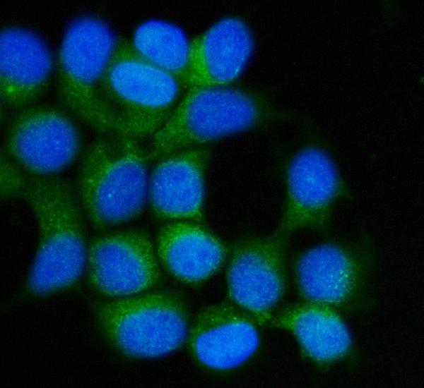 3 - Anti-Hsp90 beta/HSP90AB1 Antibody Picoband™ (monoclonal, 7B7F5) ABO16618