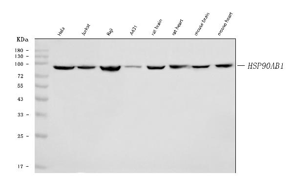 1 - Anti-Hsp90 beta/HSP90AB1 Antibody Picoband™ (monoclonal, 7B7F5) ABO16618