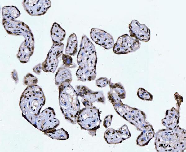 2 - Anti-CTBP2 Antibody Picoband™ (monoclonal, 7F3E1) ABO16619