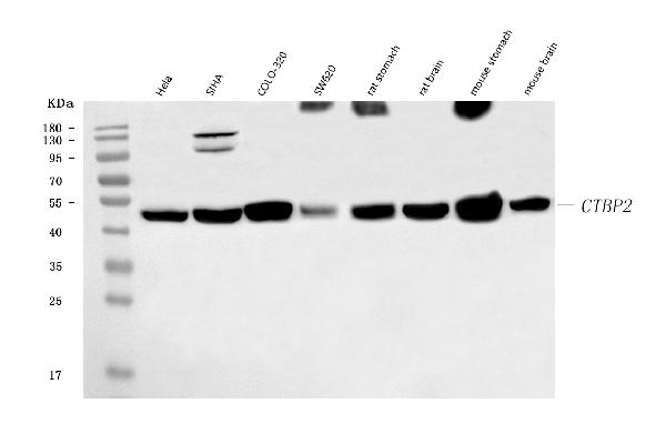 1 - Anti-CTBP2 Antibody Picoband™ (monoclonal, 7F3E1) ABO16619
