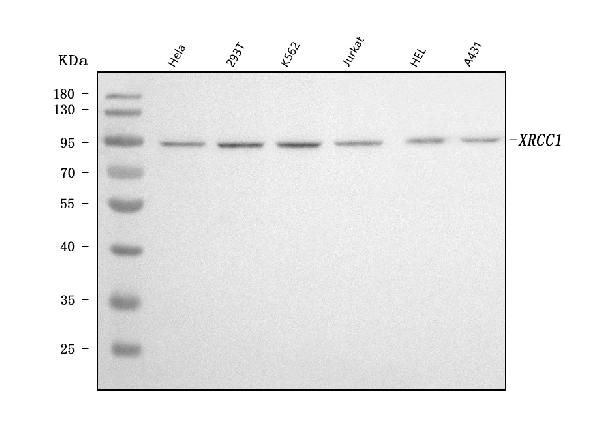1 - Anti-XRCC1 Antibody Picoband™ (monoclonal, 10E10) ABO16621