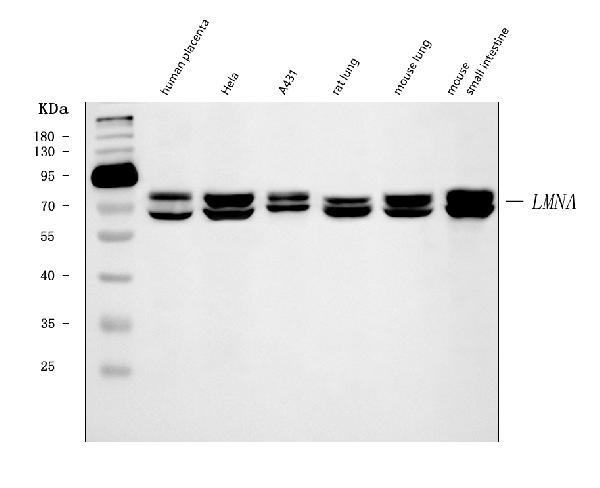 1 - Anti-Lamin A+C/LMNA Antibody Picoband™ (monoclonal, 5F3C12) ABO16622