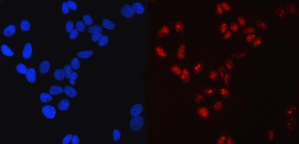 3 - Anti-SP1 Antibody Picoband™ (monoclonal, 3C4C3) ABO16623