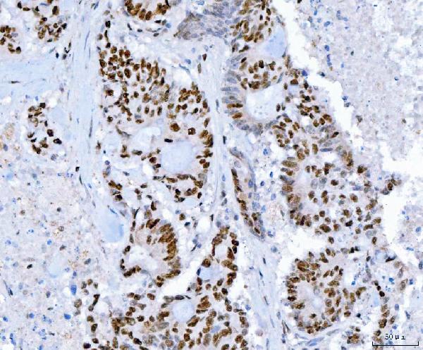 2 - Anti-SP1 Antibody Picoband™ (monoclonal, 3C4C3) ABO16623