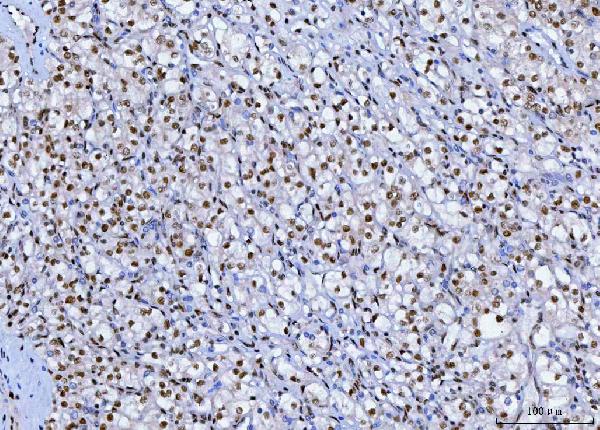 2 - Anti-SP1 Antibody Picoband™ (monoclonal, 3C4C3) ABO16623