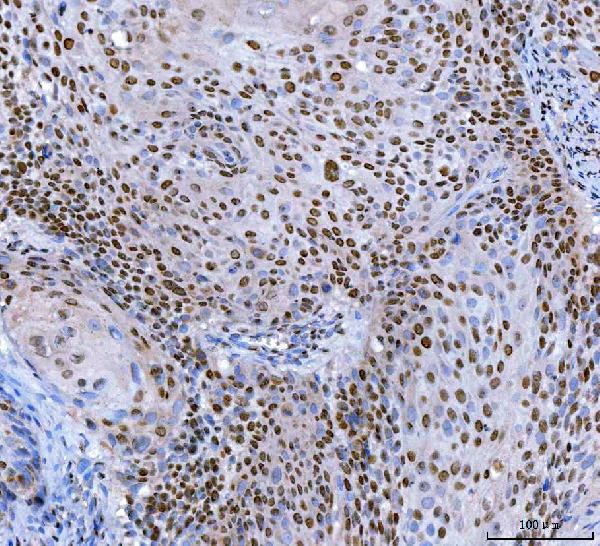 2 - Anti-SP1 Antibody Picoband™ (monoclonal, 3C4C3) ABO16623