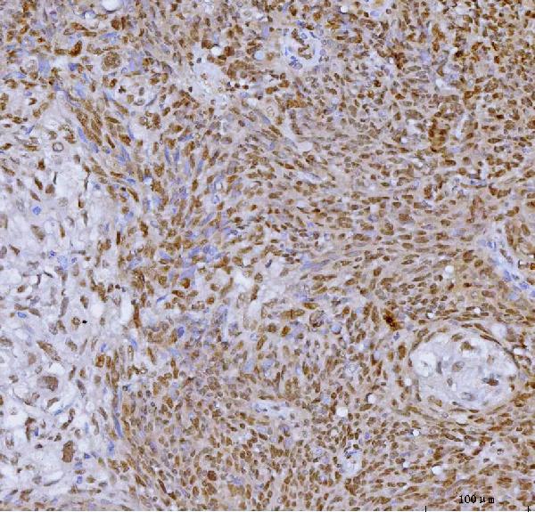 2 - Anti-SP1 Antibody Picoband™ (monoclonal, 3C4C3) ABO16623