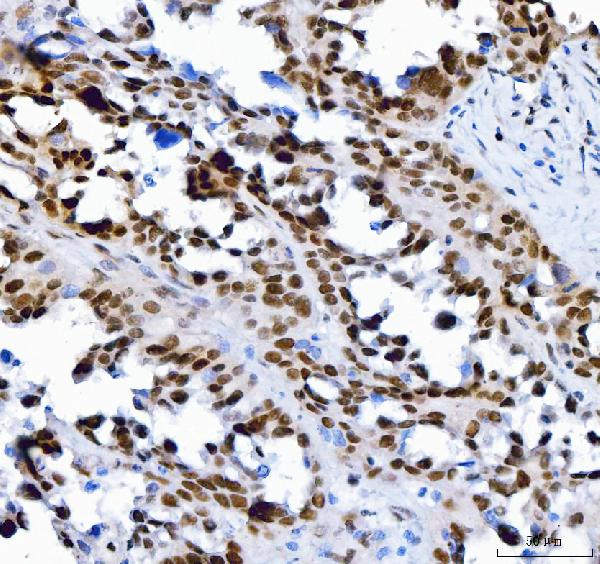 2 - Anti-SP1 Antibody Picoband™ (monoclonal, 3C4C3) ABO16623