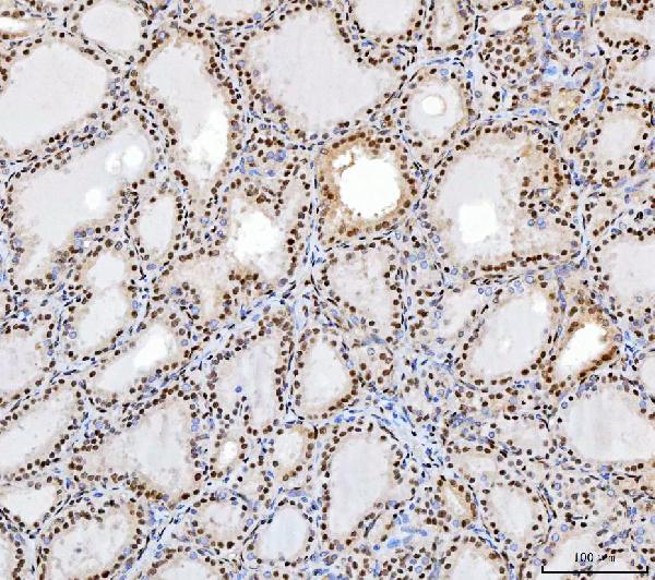 2 - Anti-SP1 Antibody Picoband™ (monoclonal, 3C4C3) ABO16623