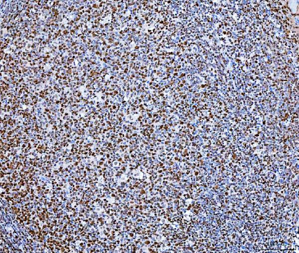 2 - Anti-SP1 Antibody Picoband™ (monoclonal, 3C4C3) ABO16623