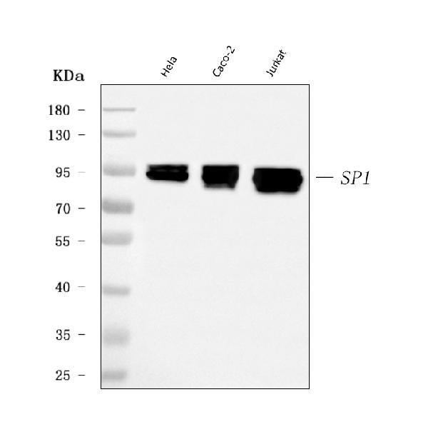 1 - Anti-SP1 Antibody Picoband™ (monoclonal, 3C4C3) ABO16623