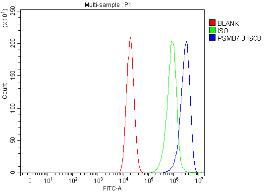 1 - Anti-Proteasome 20S beta 7/PSMB7 Antibody Picoband™ (monoclonal, 3H6C8) ABO16624
