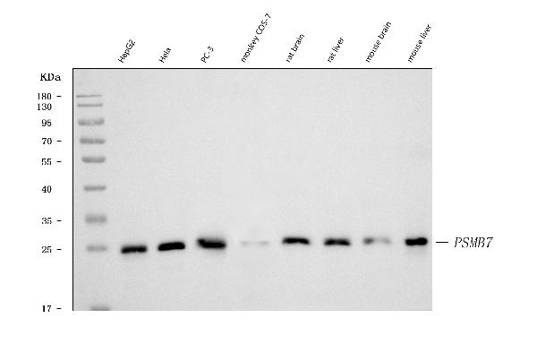 1 - Anti-Proteasome 20S beta 7/PSMB7 Antibody Picoband™ (monoclonal, 3H6C8) ABO16624